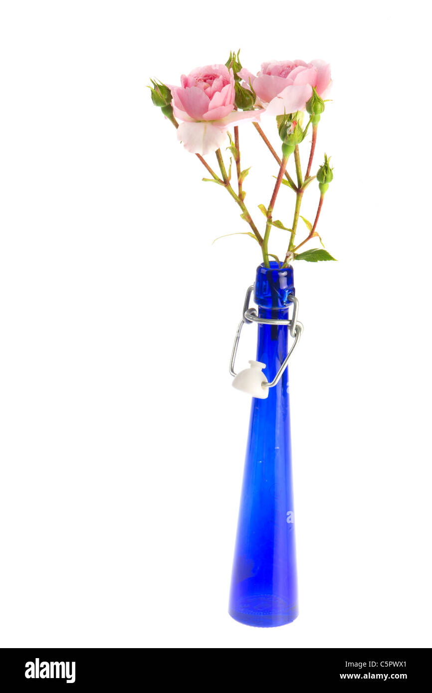 Pequeña ramo de rosas rosas en florero azul moderno Foto de stock