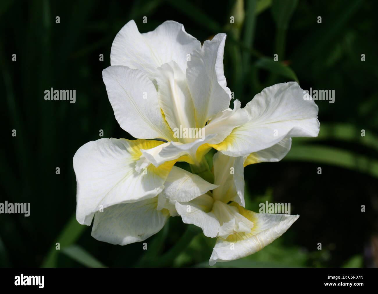 Siberiano, Iris Iris sibirica 'White Swirl", Iridaceae. Foto de stock