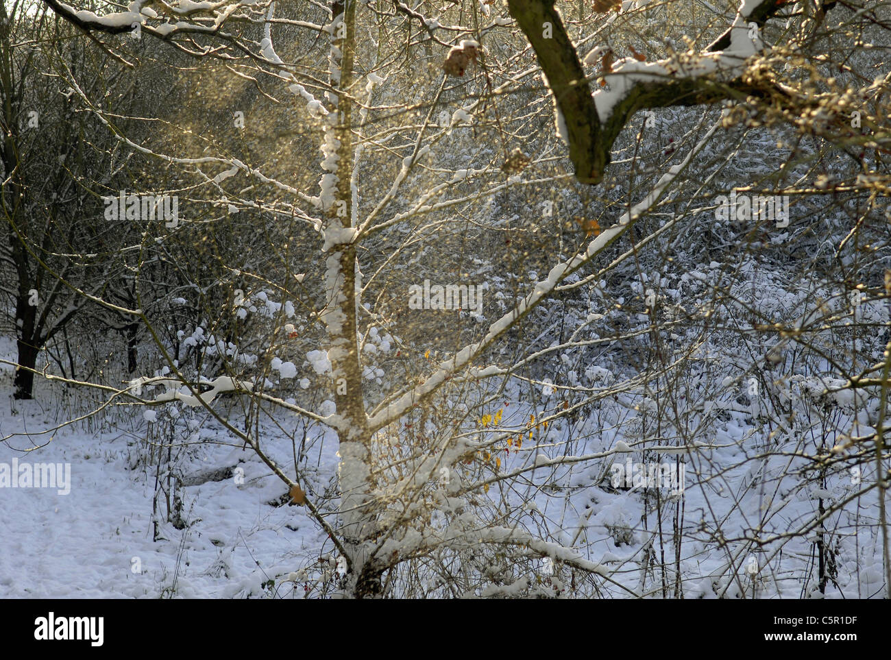 Escena de Invierno en el bosque de Charnwood, Leicestershire después de fuertes nevadas. Foto de stock