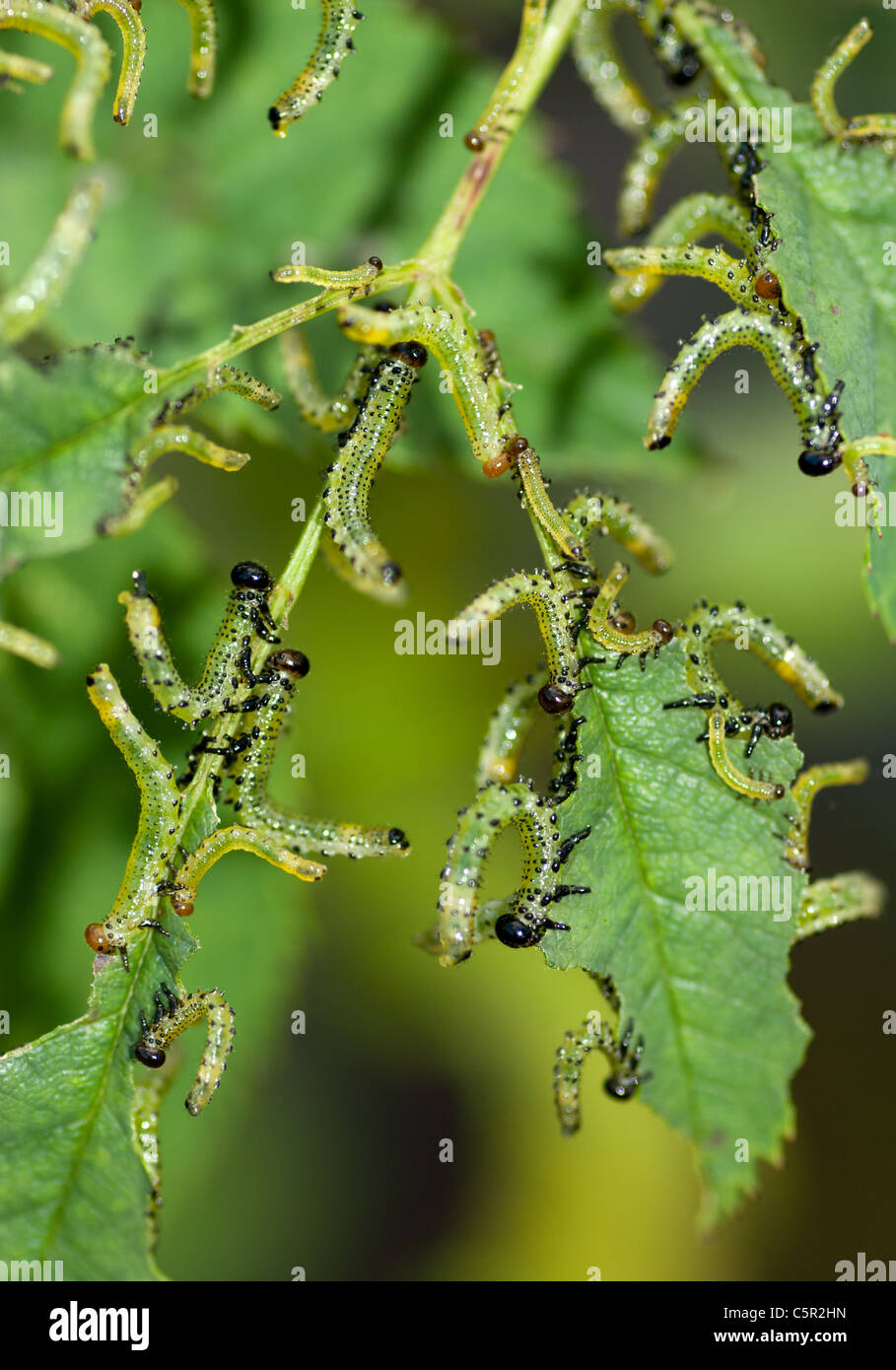 Orugas comiendo las hojas de un rosal Fotografía de stock Alamy