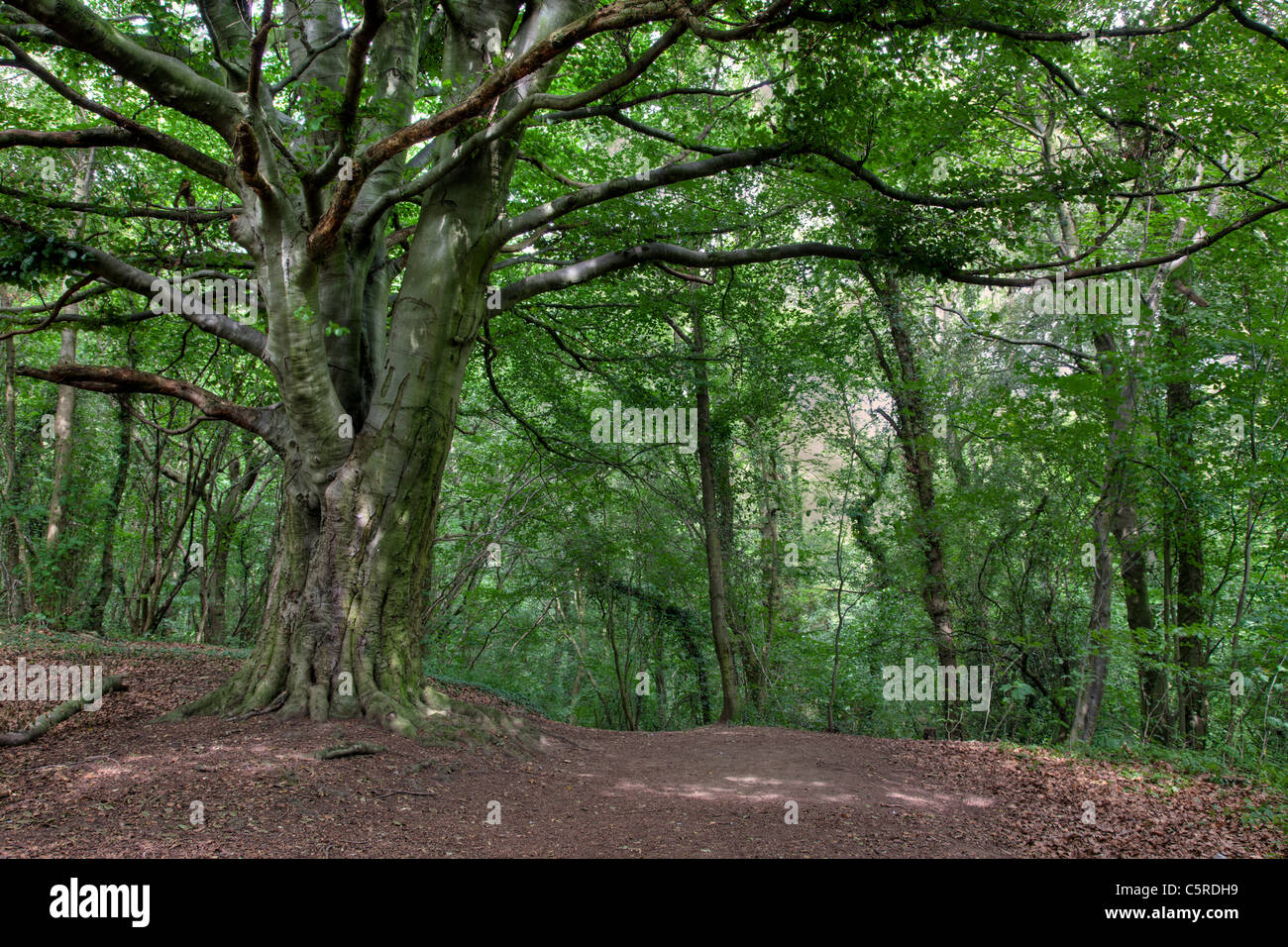 Anston Stones Madera, Nottinghamshire. Un antiguo bosque y Sitio de Especial Interés Científico (SEIC) Foto de stock