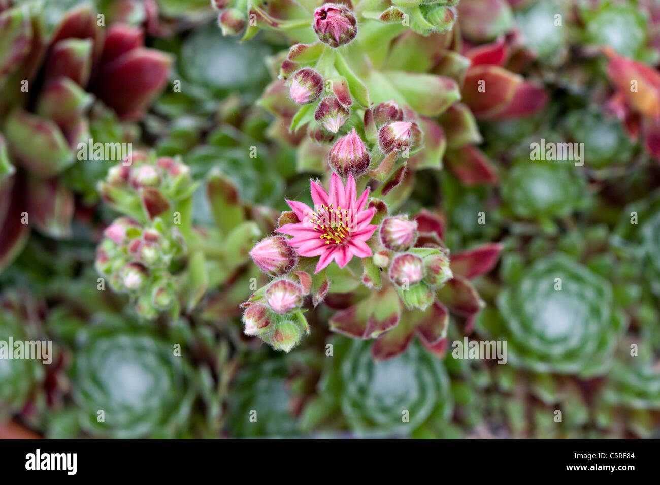 Nombres de flores rosadas fotografías e imágenes de alta resolución - Alamy