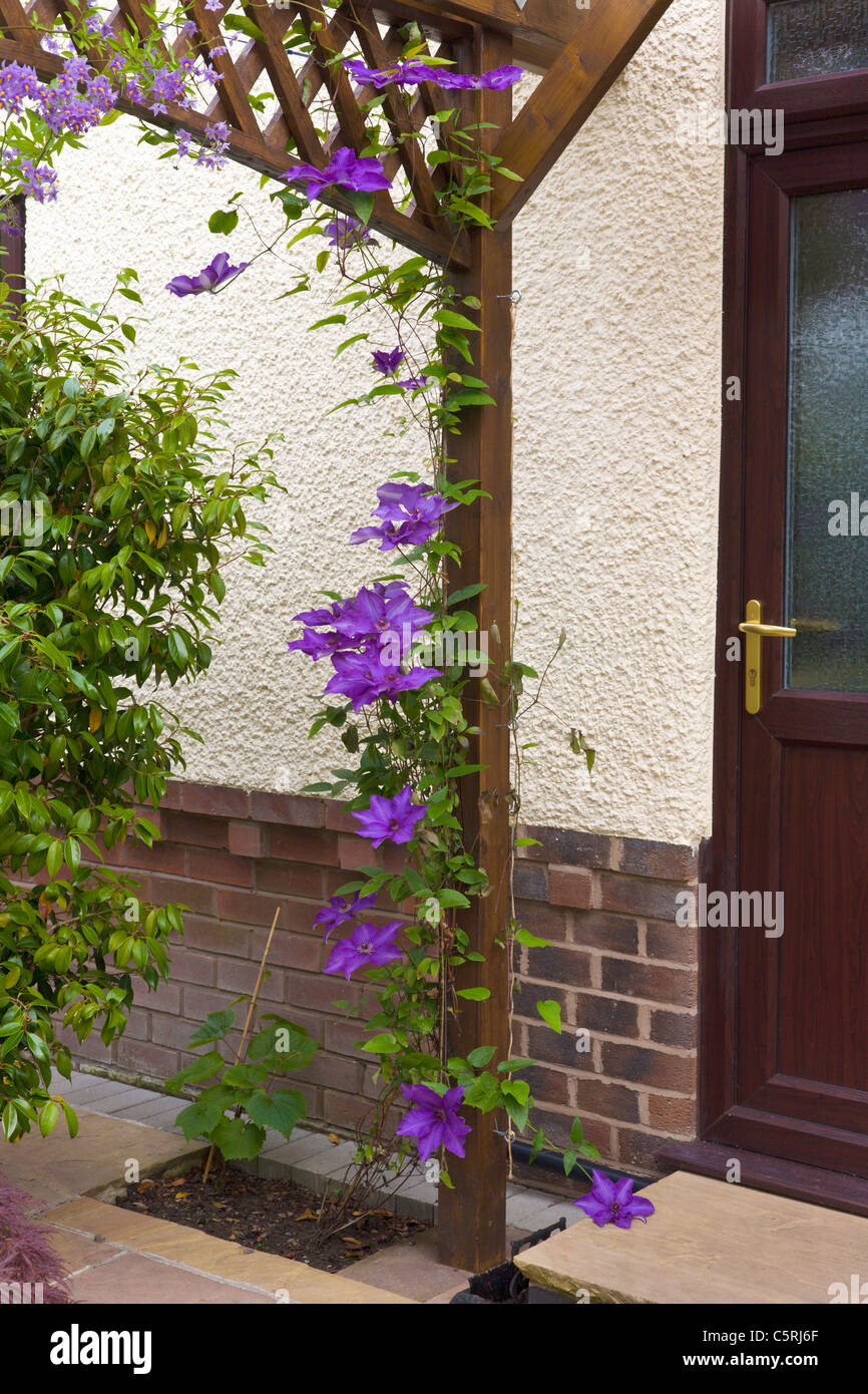 Presidente púrpura Clematis en flor crecen una pérgola Foto de stock