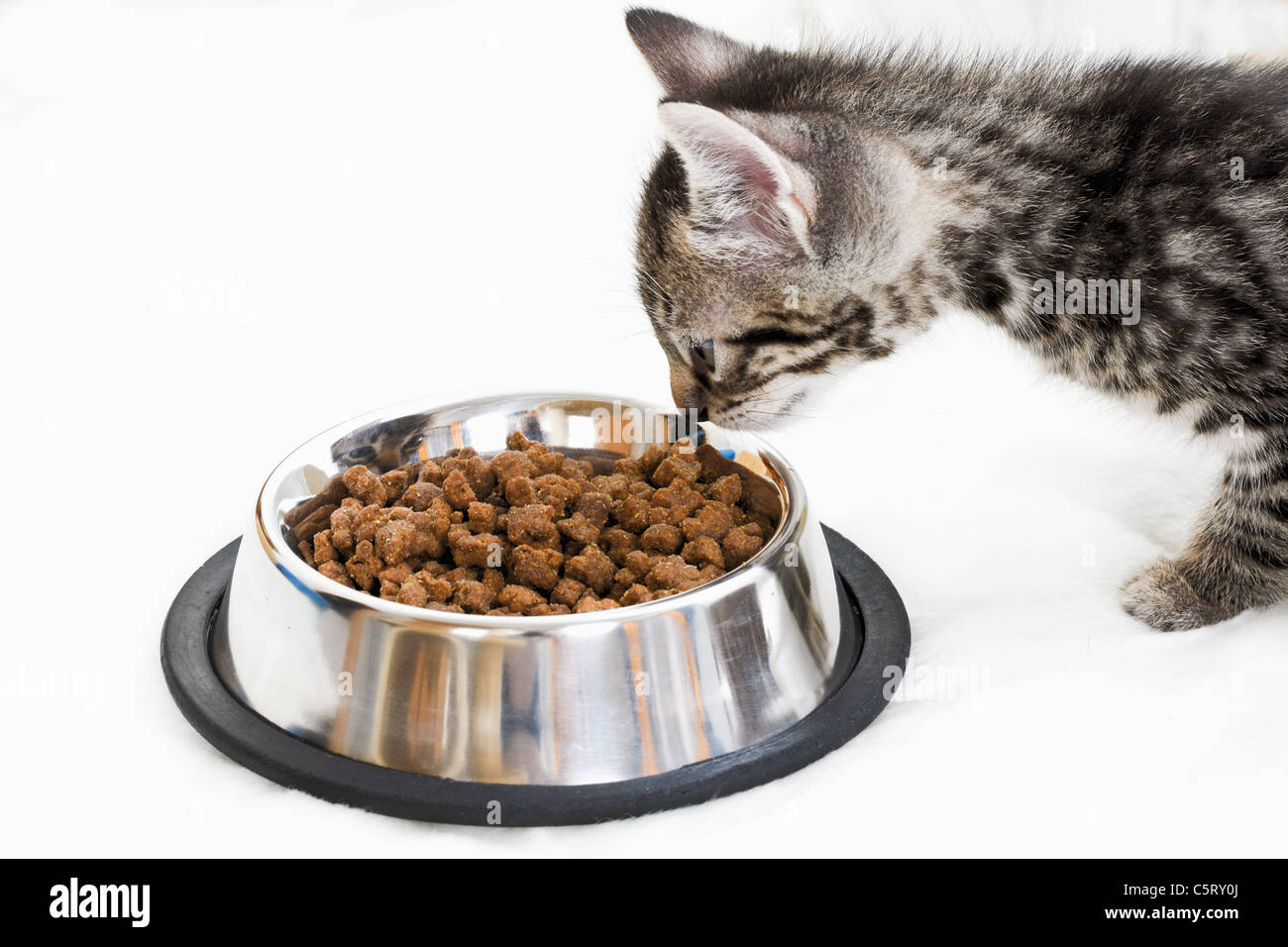 Gatito en el plato de alimentación fotografías e imágenes de alta  resolución - Alamy