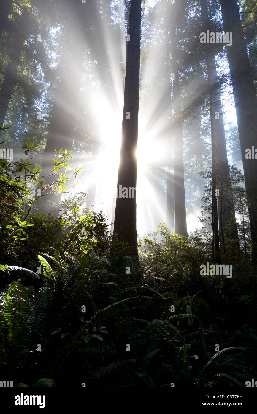 Los rayos de luz sobre la perdición Creek Trail Redwoods National Park California EE.UU. Foto de stock
