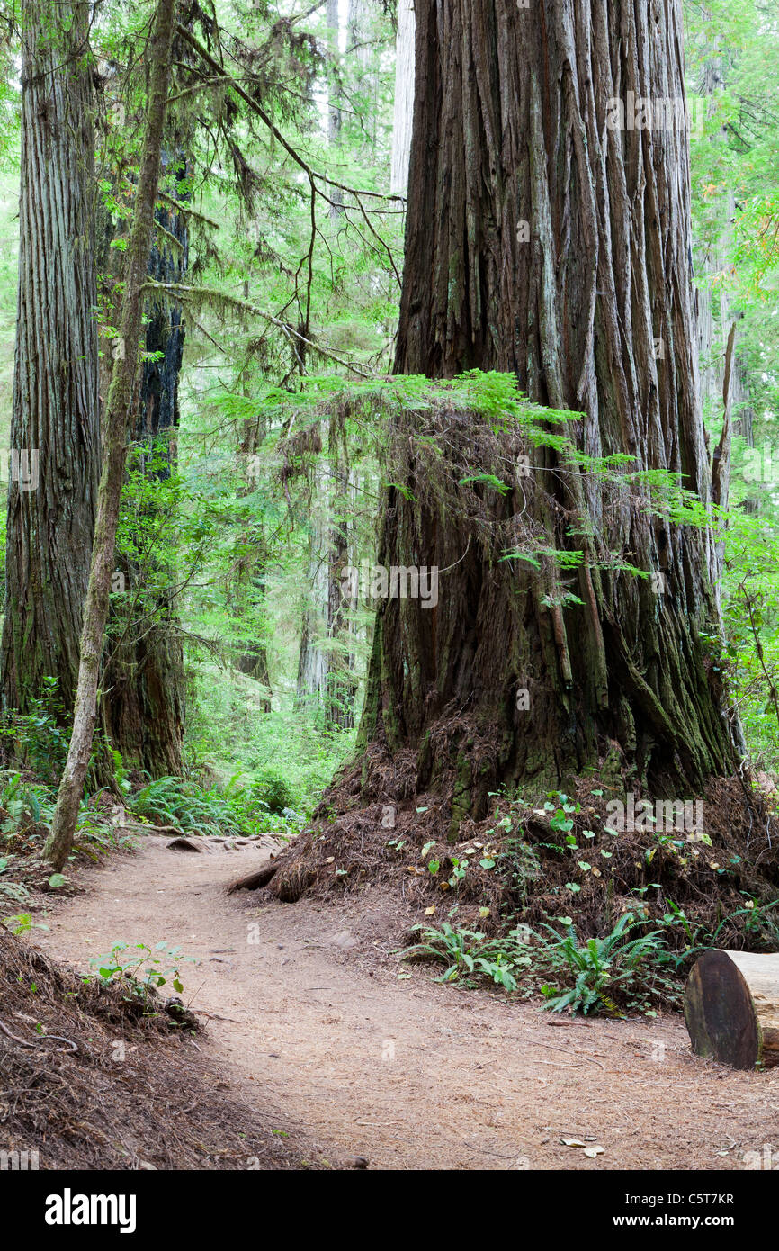 Ruta y Secoyas en Boy Scout Trail Árbol California EE.UU. Foto de stock