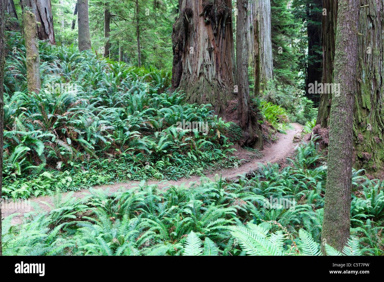 Ruta en Secoya de Boy Scout Trail Árbol California EE.UU. Foto de stock