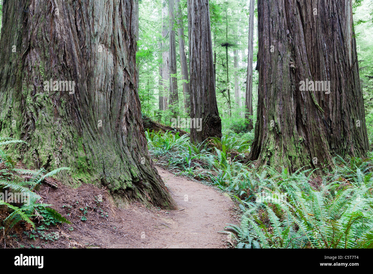 Ruta de las Secoyas de California Trail Tree Boy Scouts Foto de stock