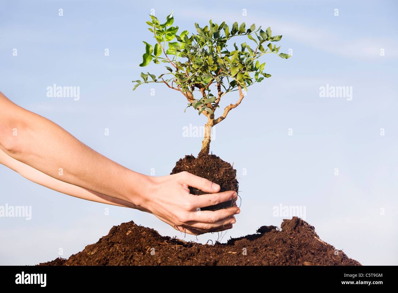 Persona plantar árboles de pistachos en el suelo Foto de stock