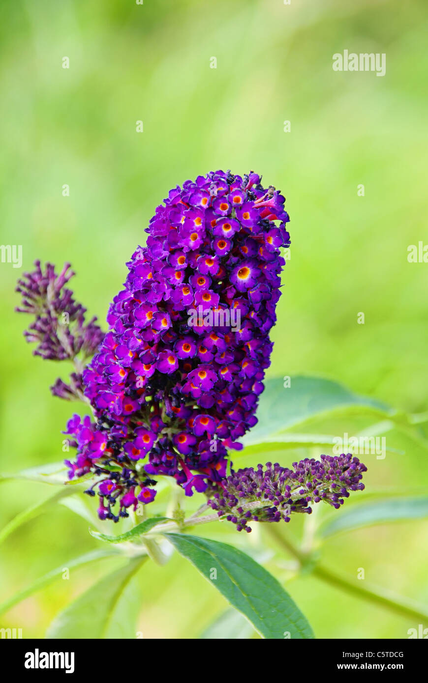 - Butterfly Sommerflieder bush 02 Foto de stock