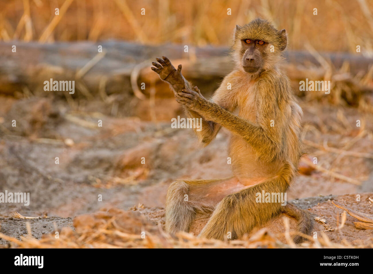 África, Sambia, un babuino Amarillo (Papio cynocephalus), Retrato Foto de stock