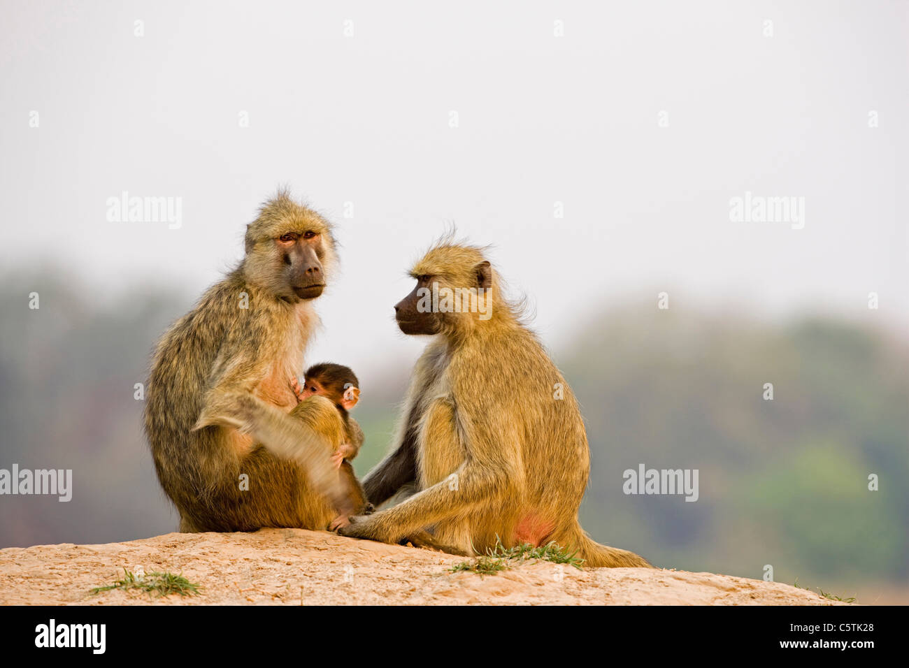 África, Sambia, babuino amarillo Babuino Amarillo (Papio cynocephalus) sobre roca Foto de stock