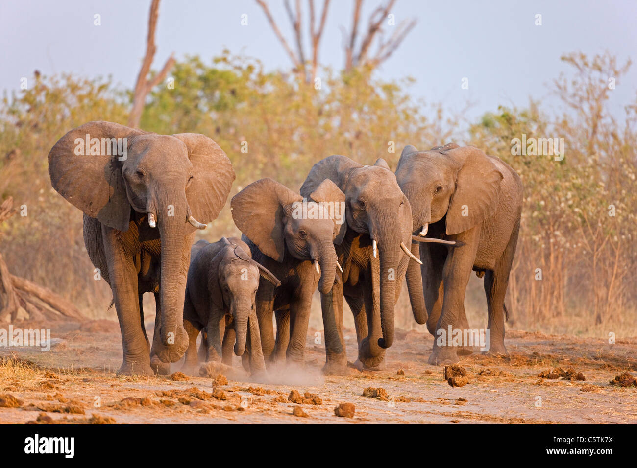 África, Botswana, manada de elefantes (Loxodonta africana) caminando Foto de stock