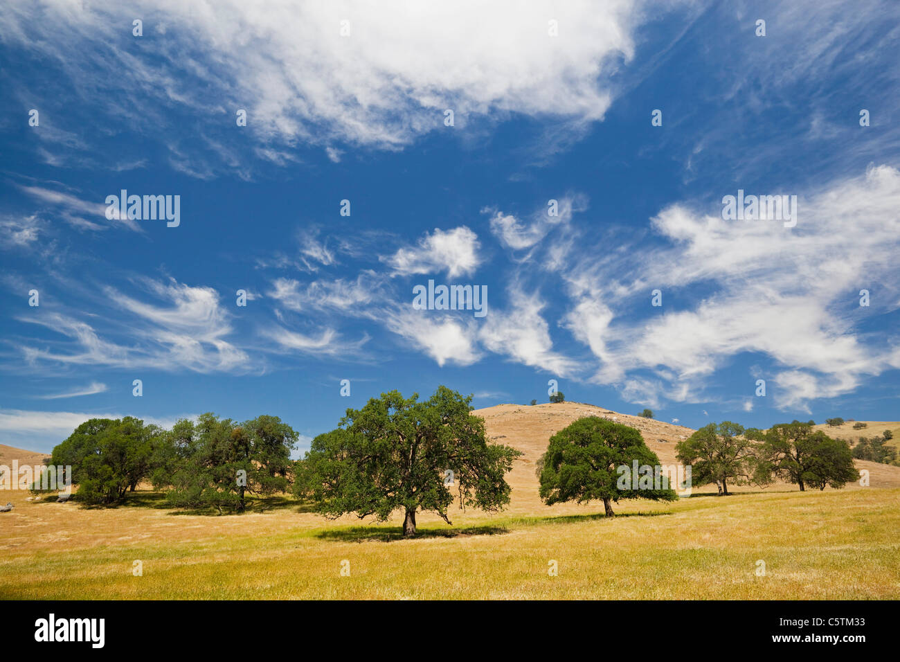 California, Estados Unidos, Amplia-hojeados árboles en el paisaje montañoso Foto de stock