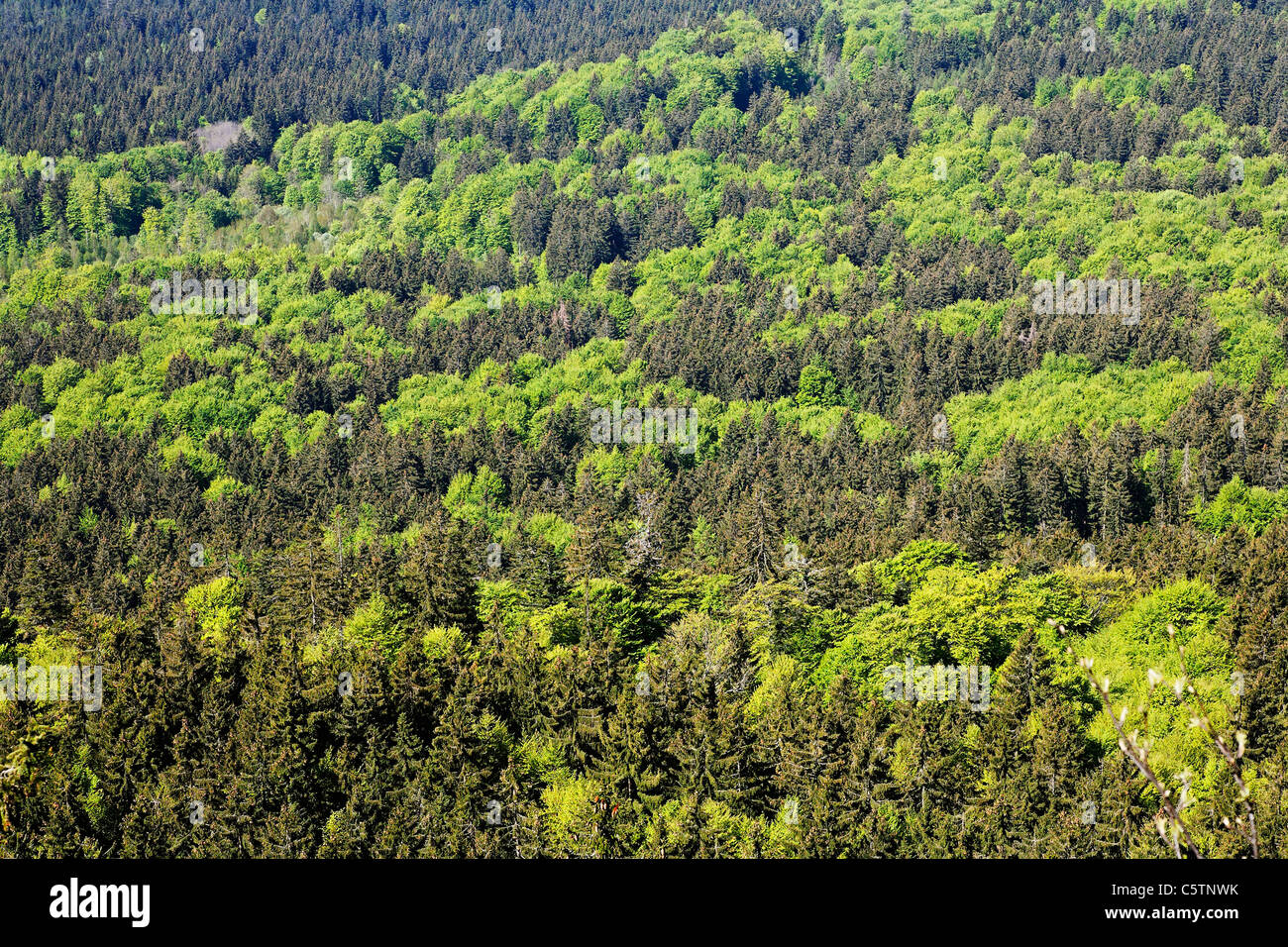 Alemania, en la Baja Baviera, Bosque Bávaro, Vista de bosque mixto Foto de stock
