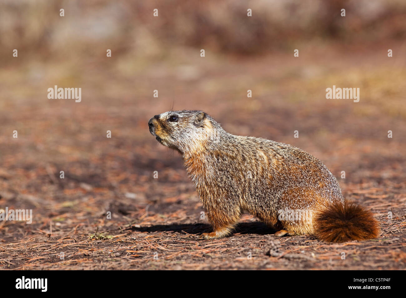 Ee.Uu., el Parque de Yellowstone, la marmota (Marmota monax), close-up Foto de stock