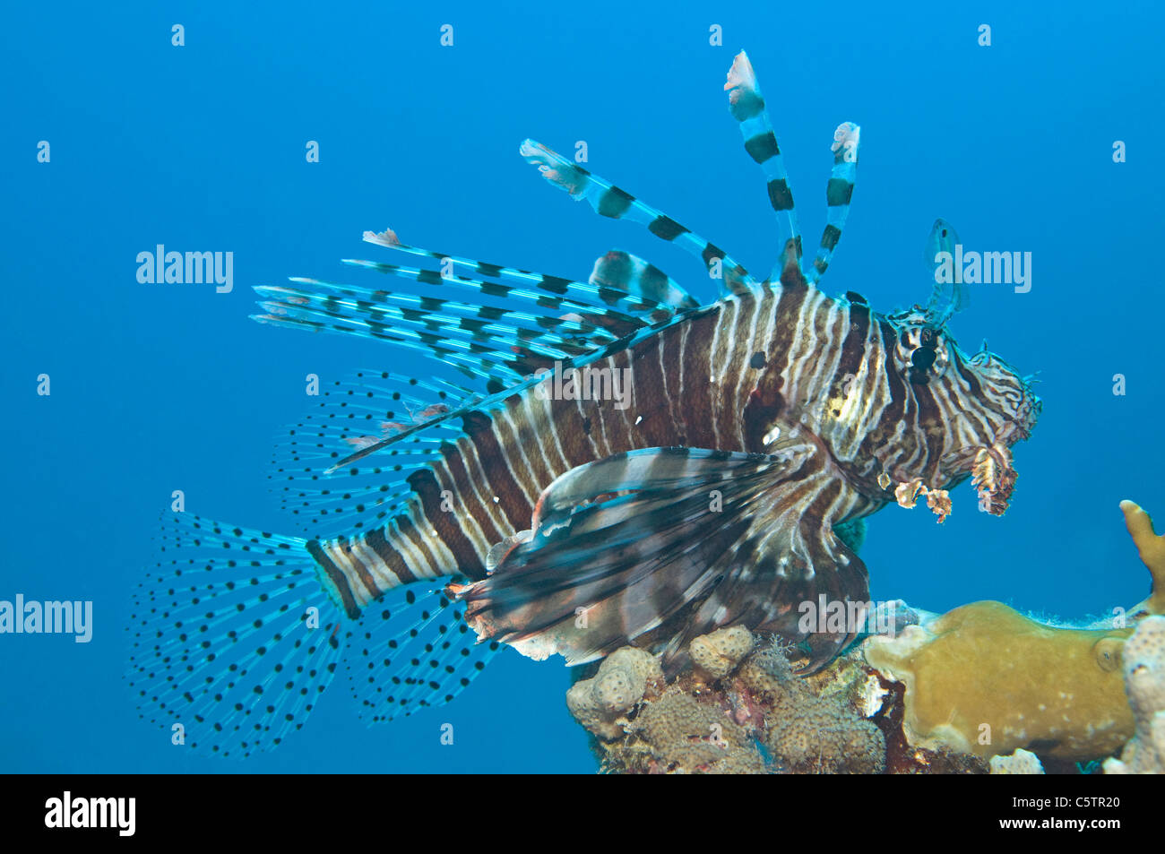 Egipto, El Mar Rojo, común pez león (Pterois volitans) Foto de stock