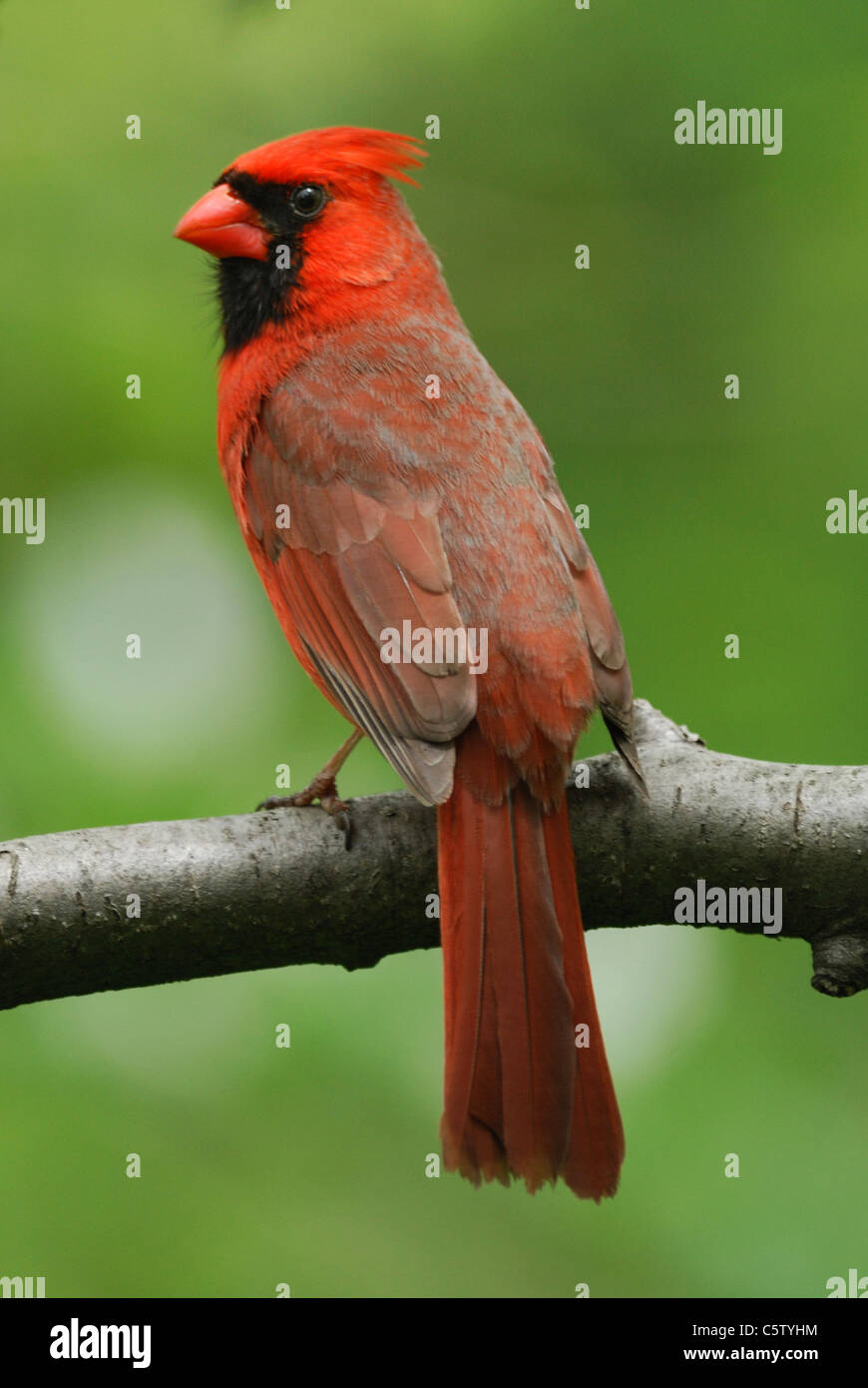 Cardenal norteño masculina (Cardinalis cardinalis) en Central Park, Nueva York Foto de stock