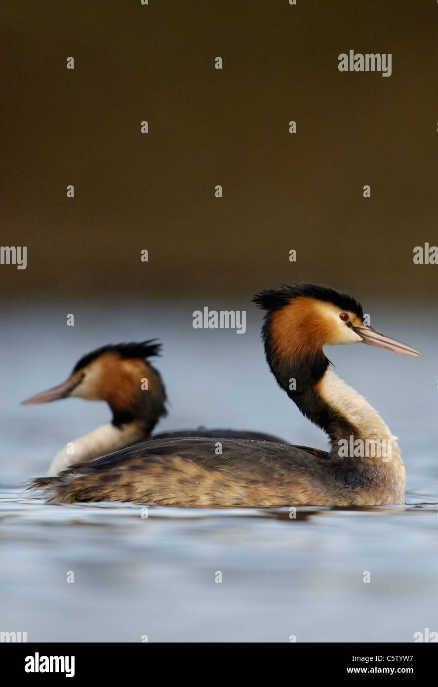 Somormujo LAVANCO Podiceps cristatus un par de adultos en el perfil pasan unos a otros en un pequeño lago. Febrero. Derbyshire, Reino Unido Foto de stock
