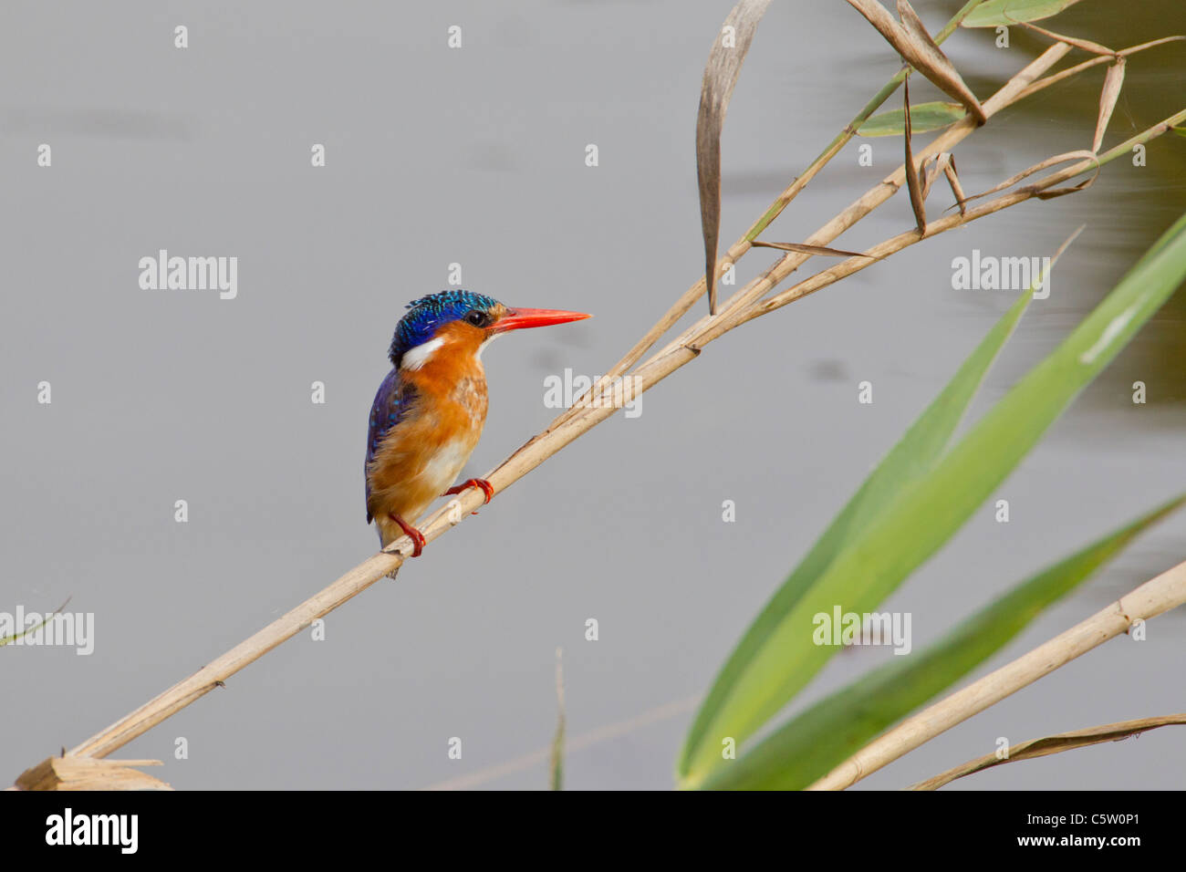 Malaquita el martín pescador (Alcedo cristata) en el Parque Nacional Wilderness en Sudáfrica. Foto de stock