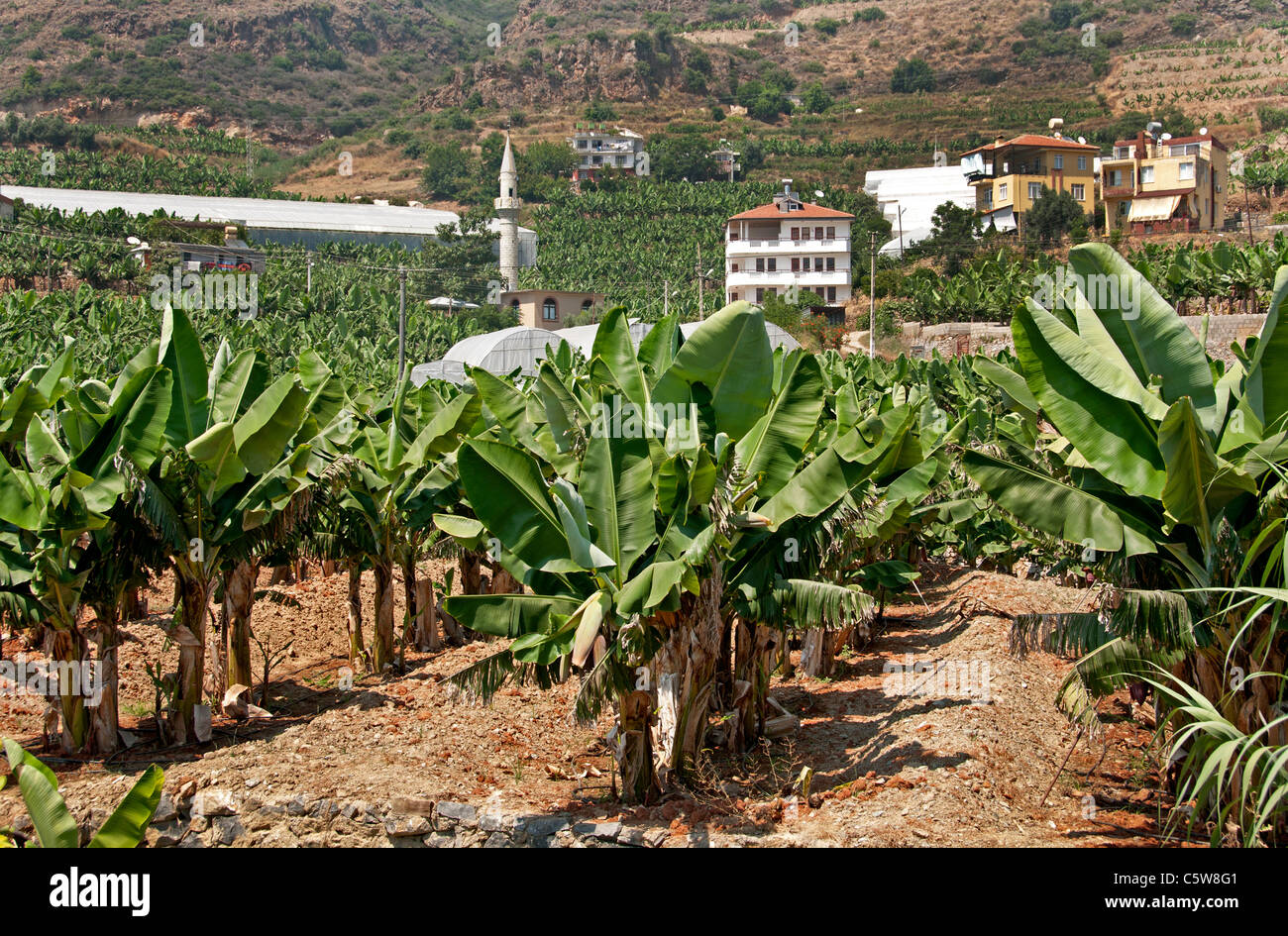 El sur de Turquía banana tree farm bananas agricultor árboles entre Antalya y Alanya Foto de stock