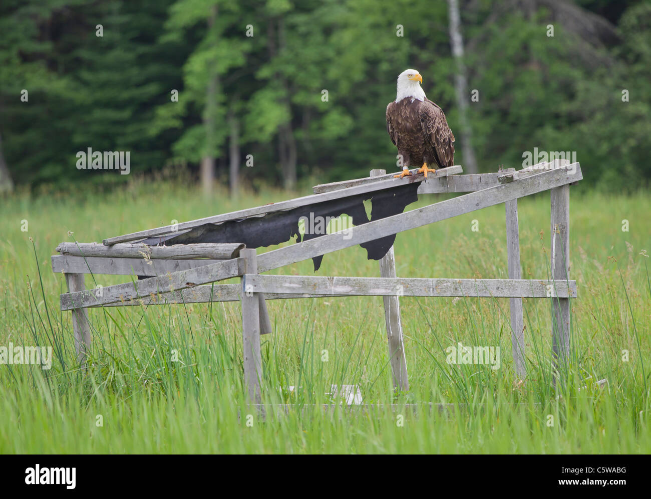 Un águila calva encaramado sobre un viejo pato parpadean en las orillas del río Wisconsin en el arroz salvaje. El águila es la pierna en bandas. Foto de stock