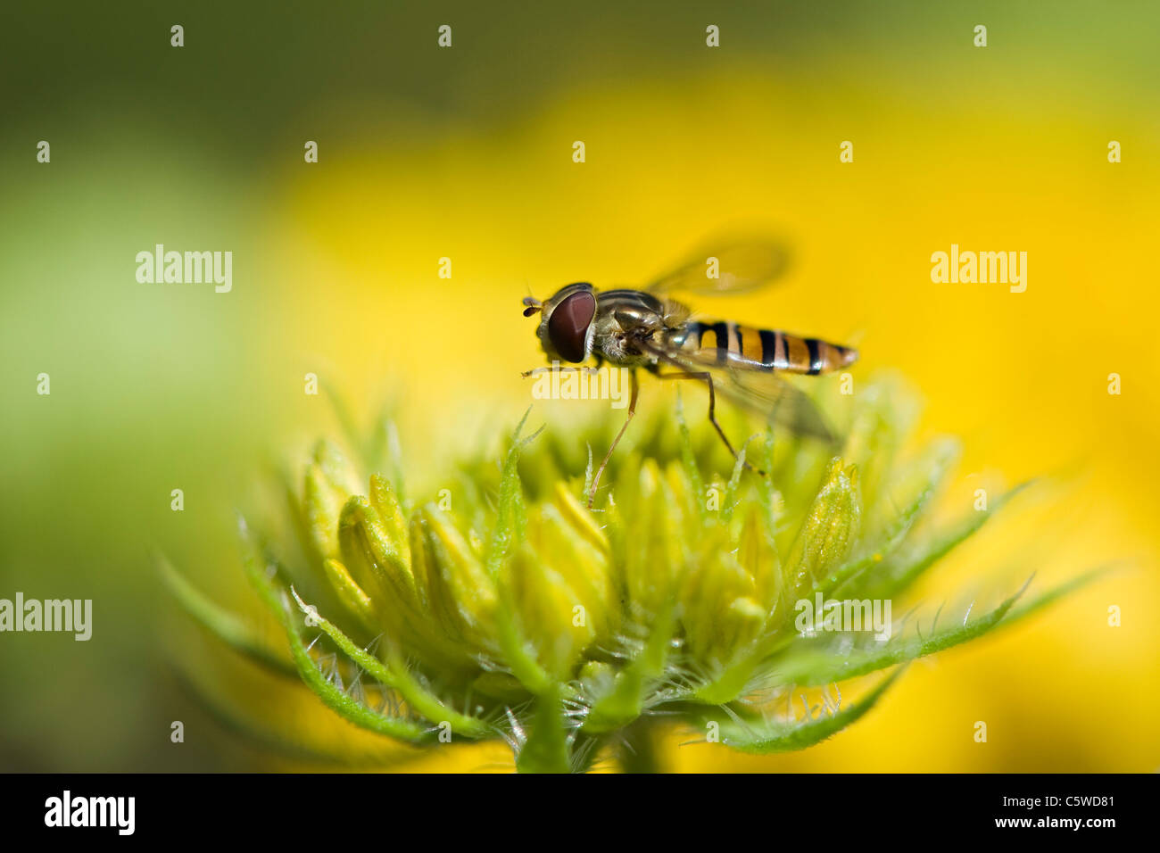 Un Hoverfly, flor volar o syrphid volar sobre una manta capullo Foto de stock