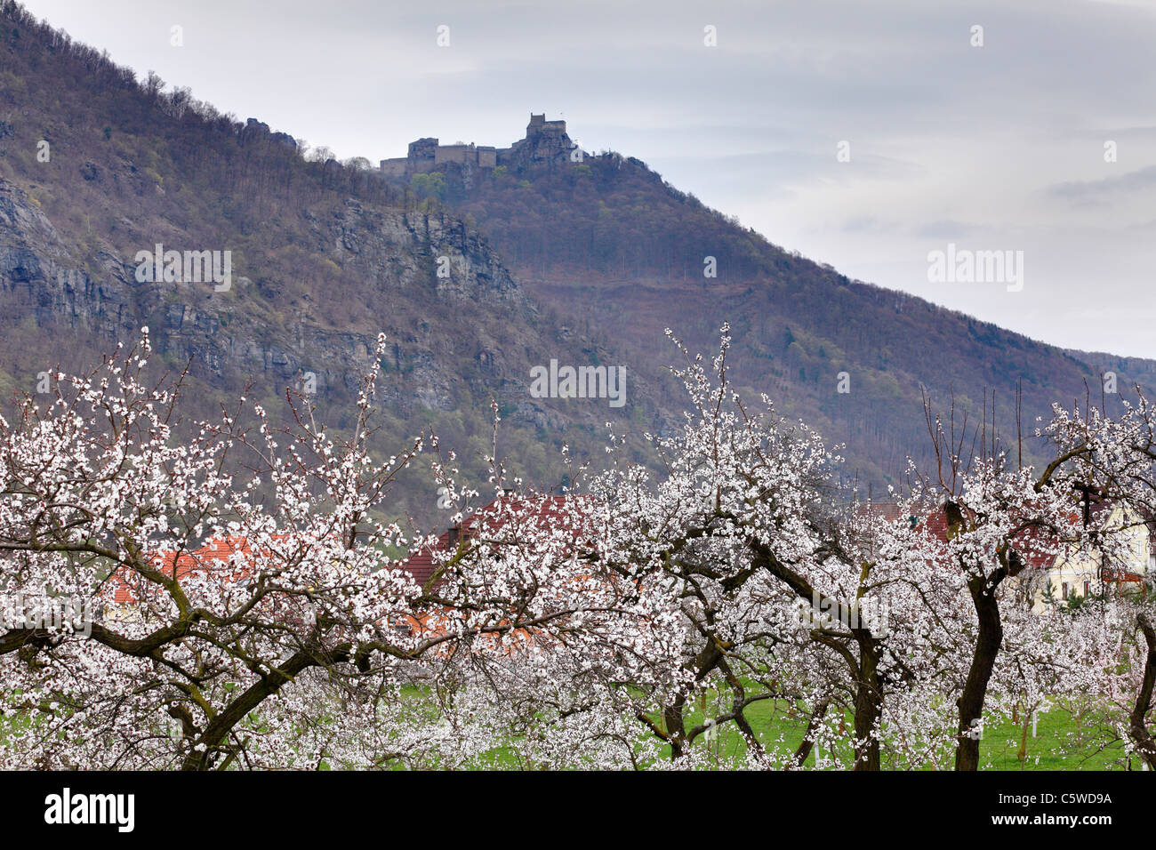 Austria Austria Inferior Wachau,, vista de la ruina del castillo Aggstein con flores de albaricoque en primer plano Foto de stock