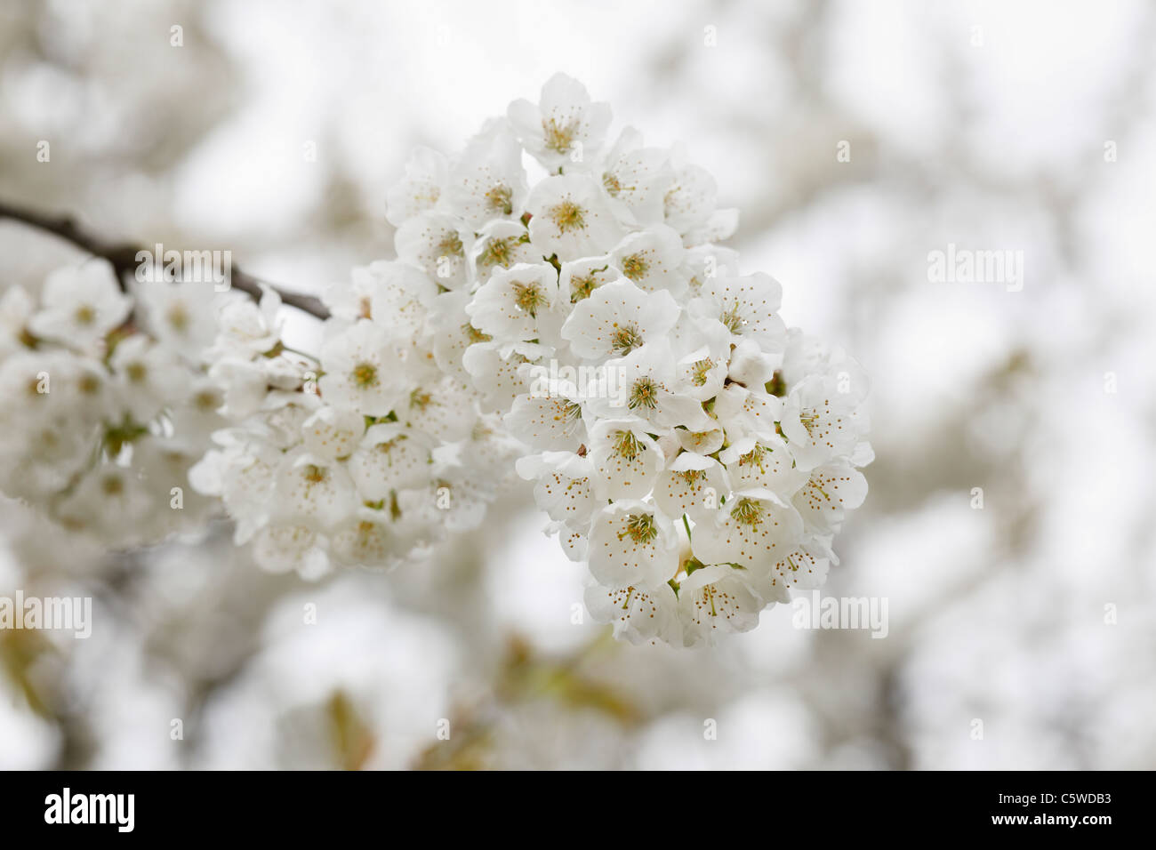 Alemania, Baviera, Franconia, cerca de cerezo dulce Foto de stock