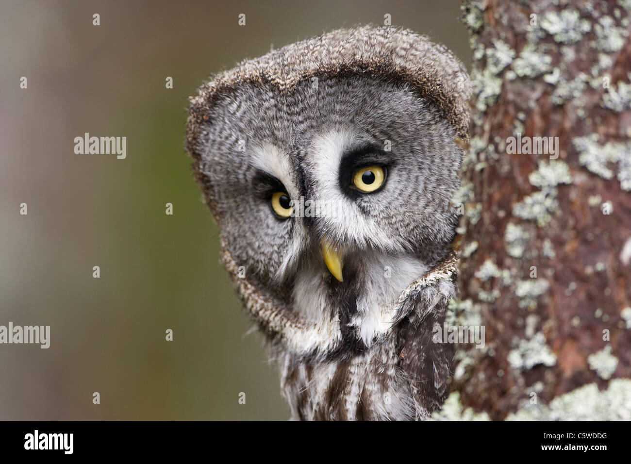 Gran Búho gris, Laponia Owl (Strix nebulosa), mirando alrededor del árbol. Foto de stock