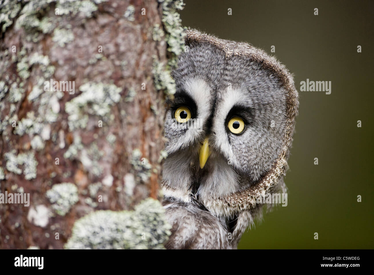 Gran Búho gris, Laponia Owl (Strix nebulosa), mirando alrededor del árbol. Foto de stock