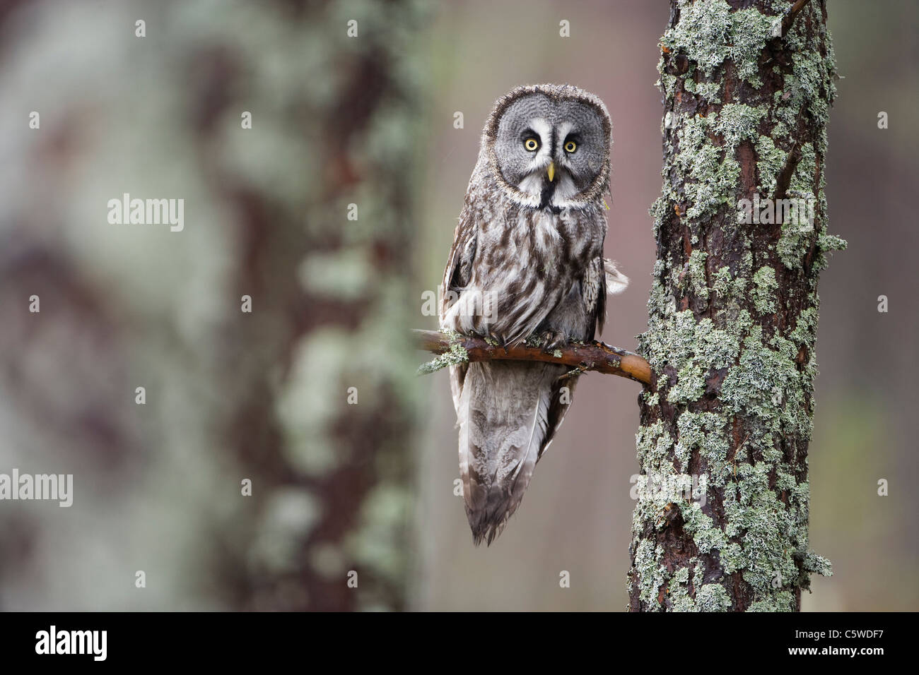 Gran Búho gris, Laponia Owl (Strix nebulosa) encaramado en un bosque de pinos (condiciones controladas). Foto de stock