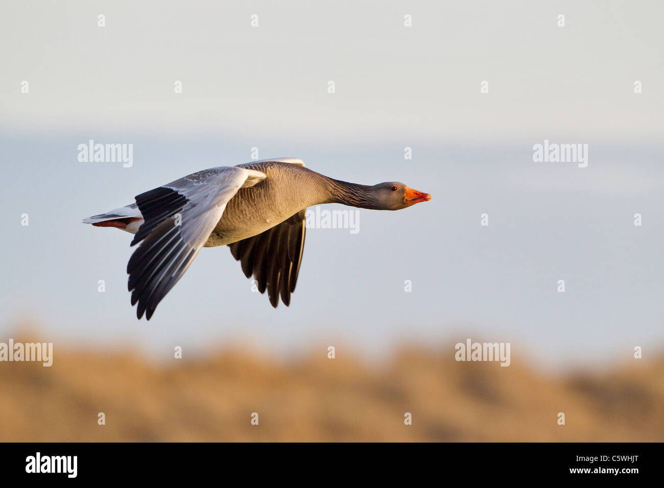 Graylag Goose, Graylag Goose (Anser anser), adultos en vuelo. Foto de stock