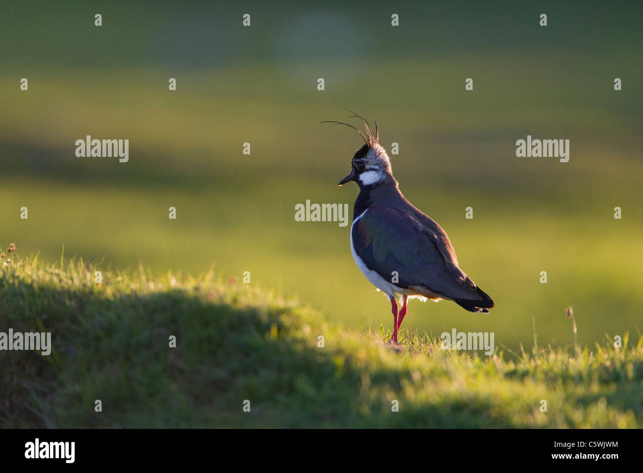 Lapwing (Vanellus vanellus), hembra adulta en upland hábitat de cría. Foto de stock