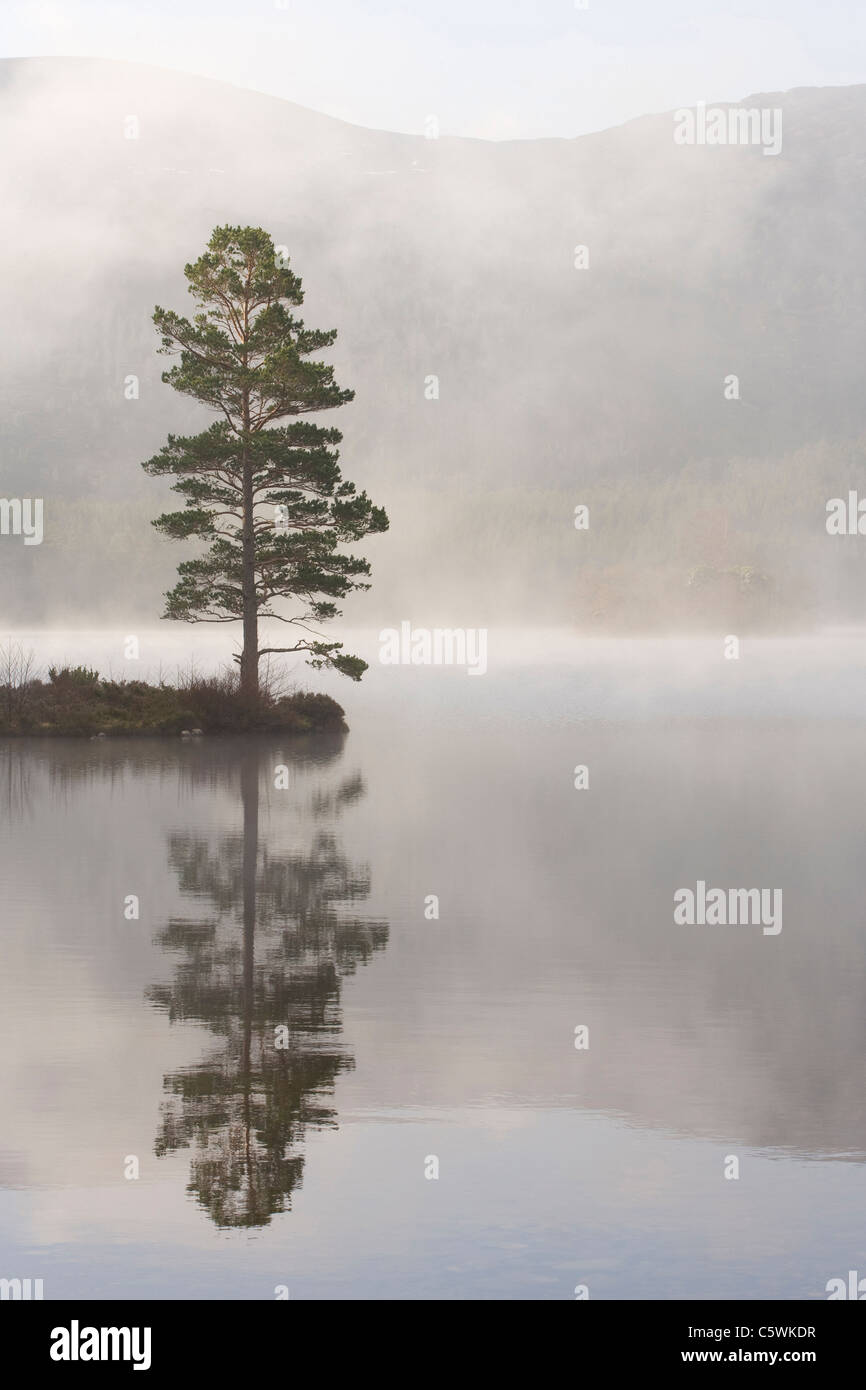 Pino silvestre (Pinus sylvestris) en niebla. Loch un Eilein, Rothiemurchus, Parque Nacional de Cairngorms, Escocia, Gran Bretaña. Foto de stock
