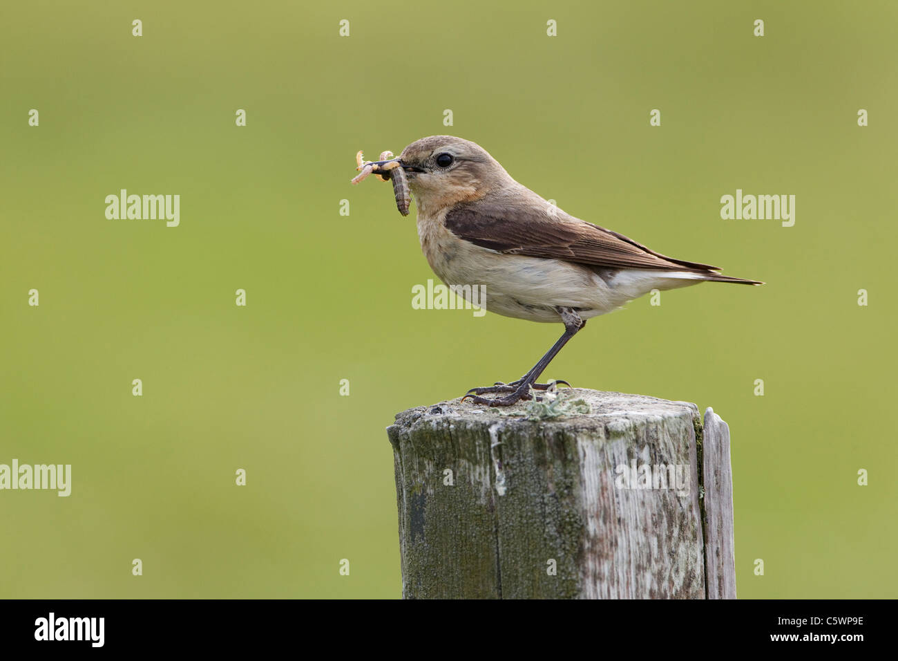 (Oenanthe oenanthe Wheatear septentrional). Hembra posado sobre vallado con comida para los polluelos. Foto de stock