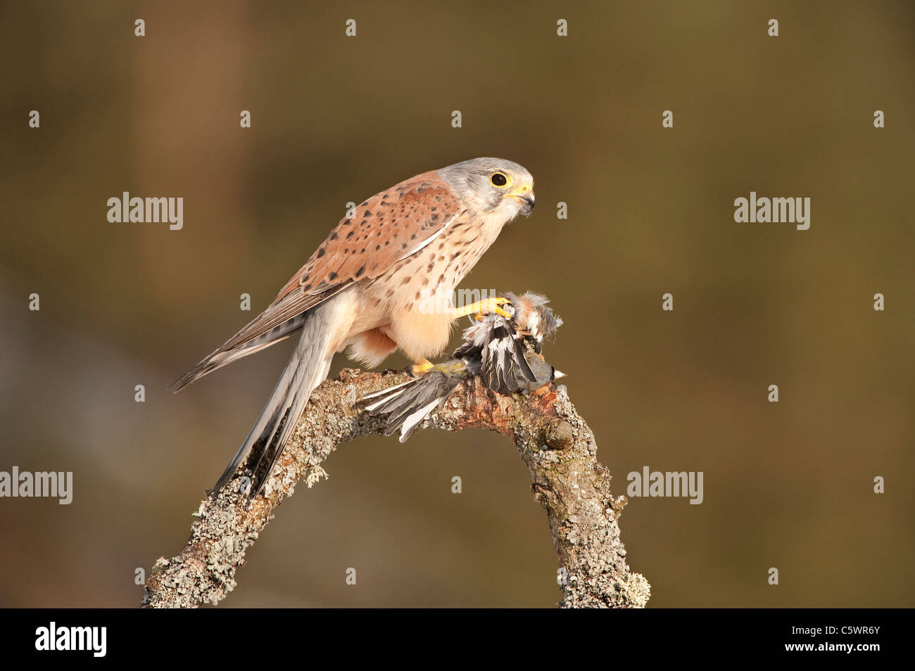 Cernícalo común (Falco tinnunculus). Macho encaramado a presa (Pinzón). Foto de stock