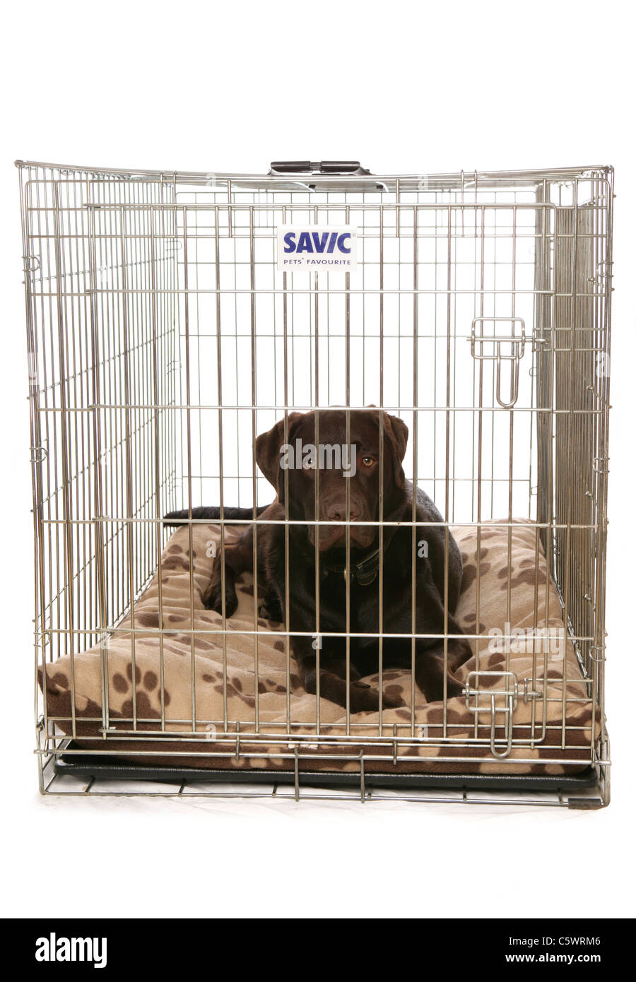 Labrador Retriever solo adulto en una jaula en un estudio UK Foto de stock
