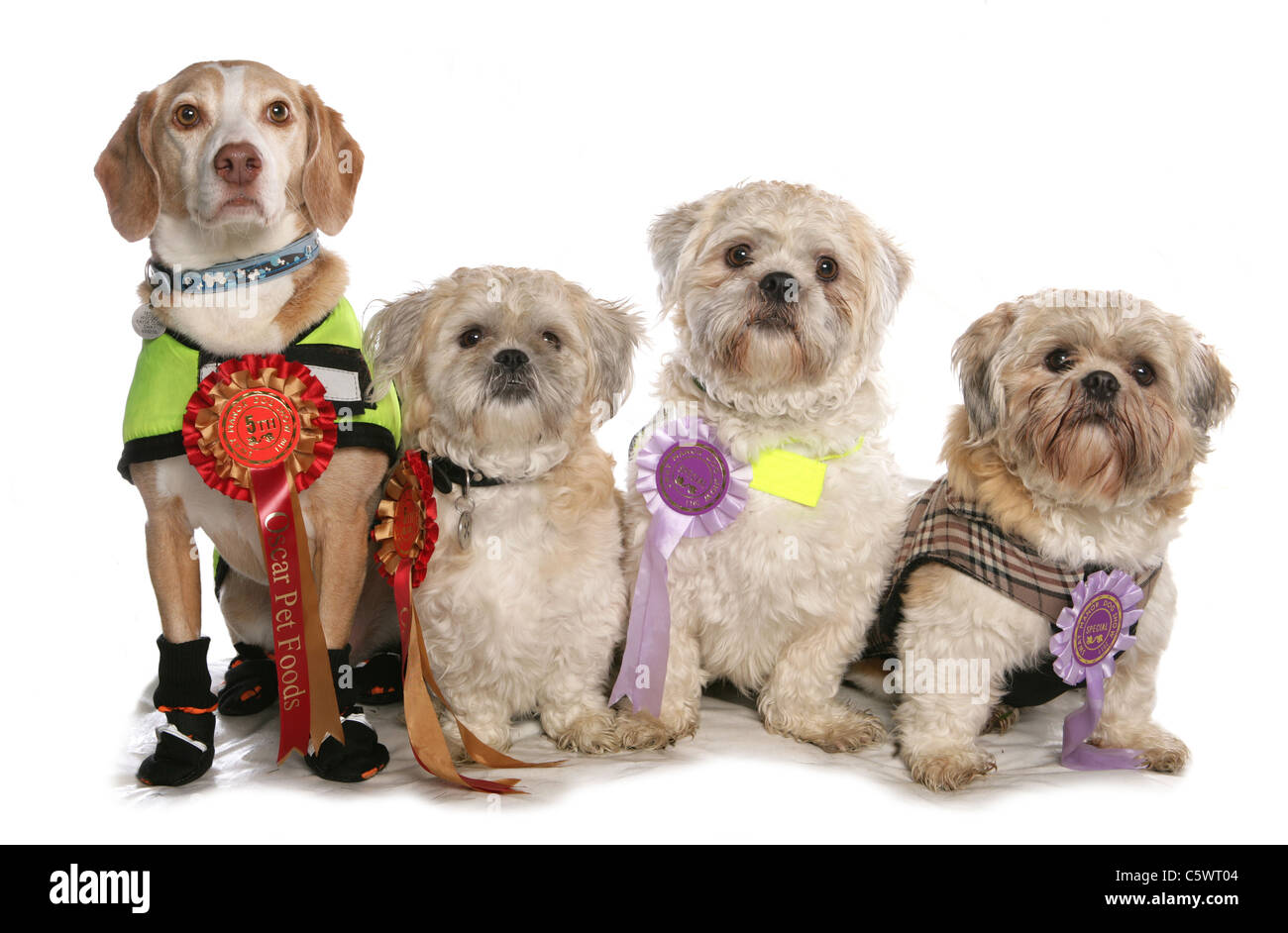 Shih Tzu cuatro perros con rosetas Studio, REINO UNIDO Foto de stock