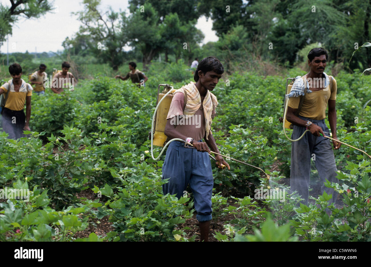La India de Madhya Pradesh , trabajador de granja rociar pesticida químico herbicida cóctel en el campo de algodón Bt modificado gen contra plagas como el gusano y la cizaña Foto de stock