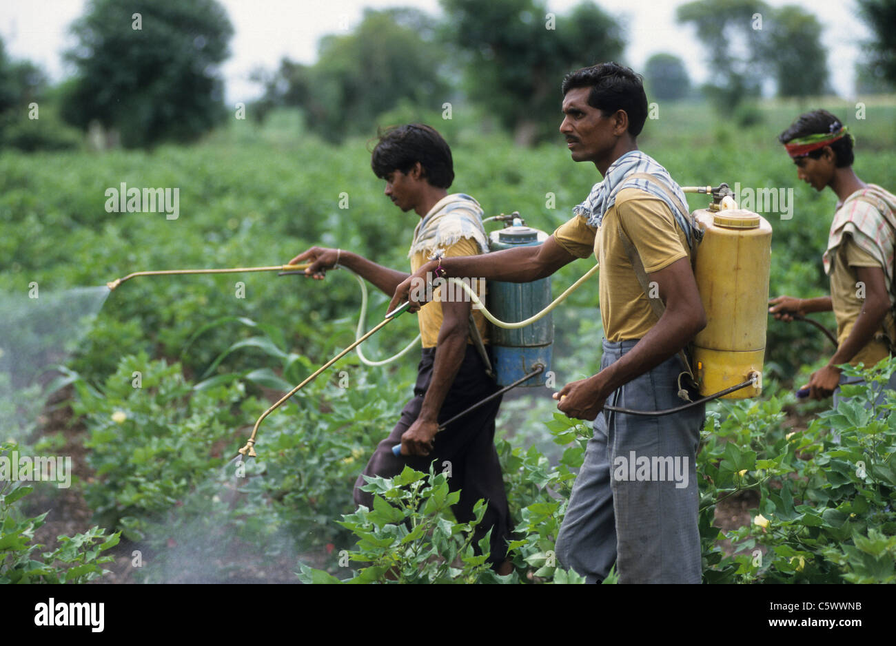 La India de Madhya Pradesh , trabajador de granja rociar pesticida químico herbicida cóctel en el campo de algodón Bt modificado gen contra plagas como el gusano y la cizaña Foto de stock