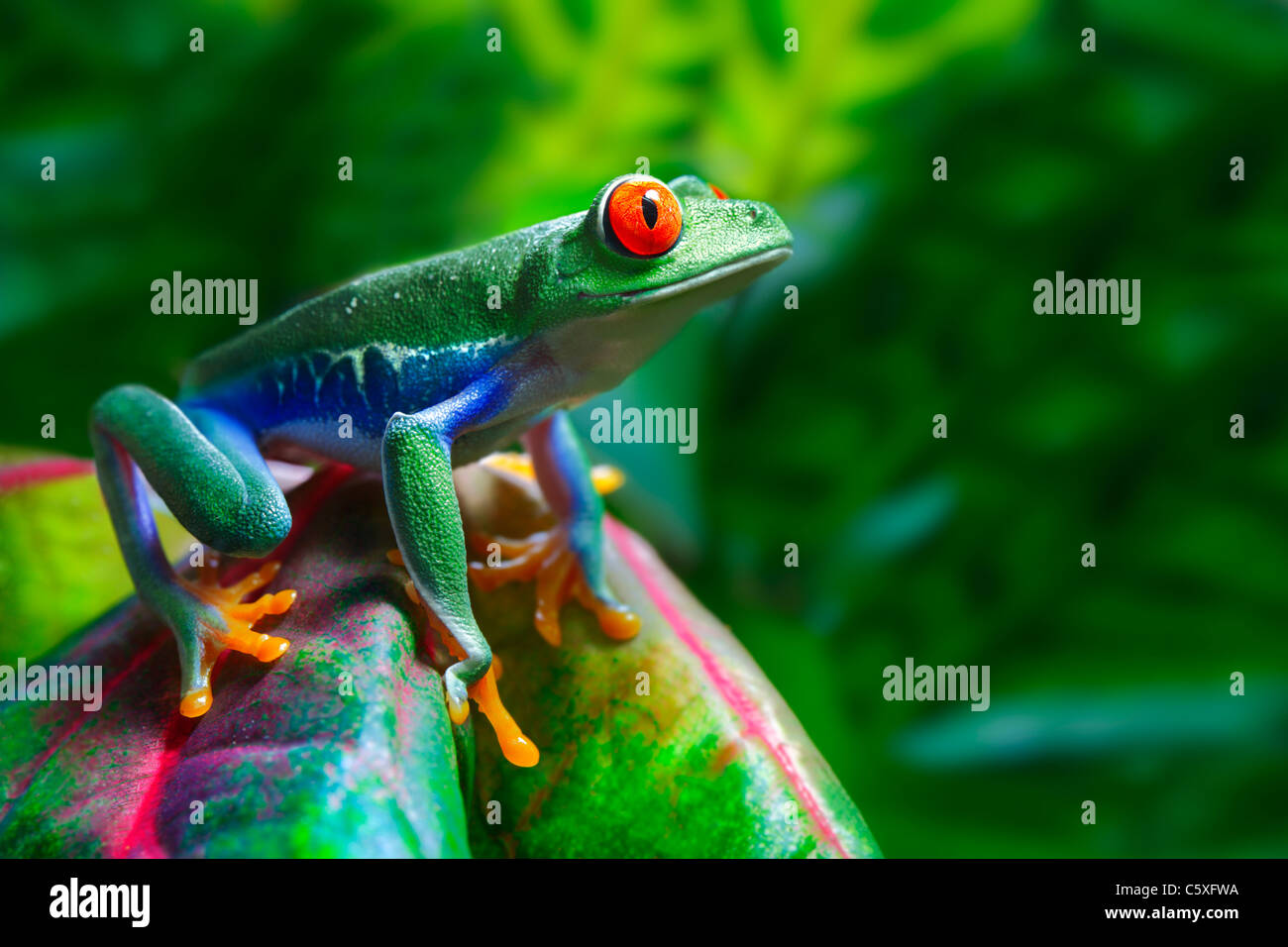 Colorido Red-Eyed Tree Frog Foto de stock