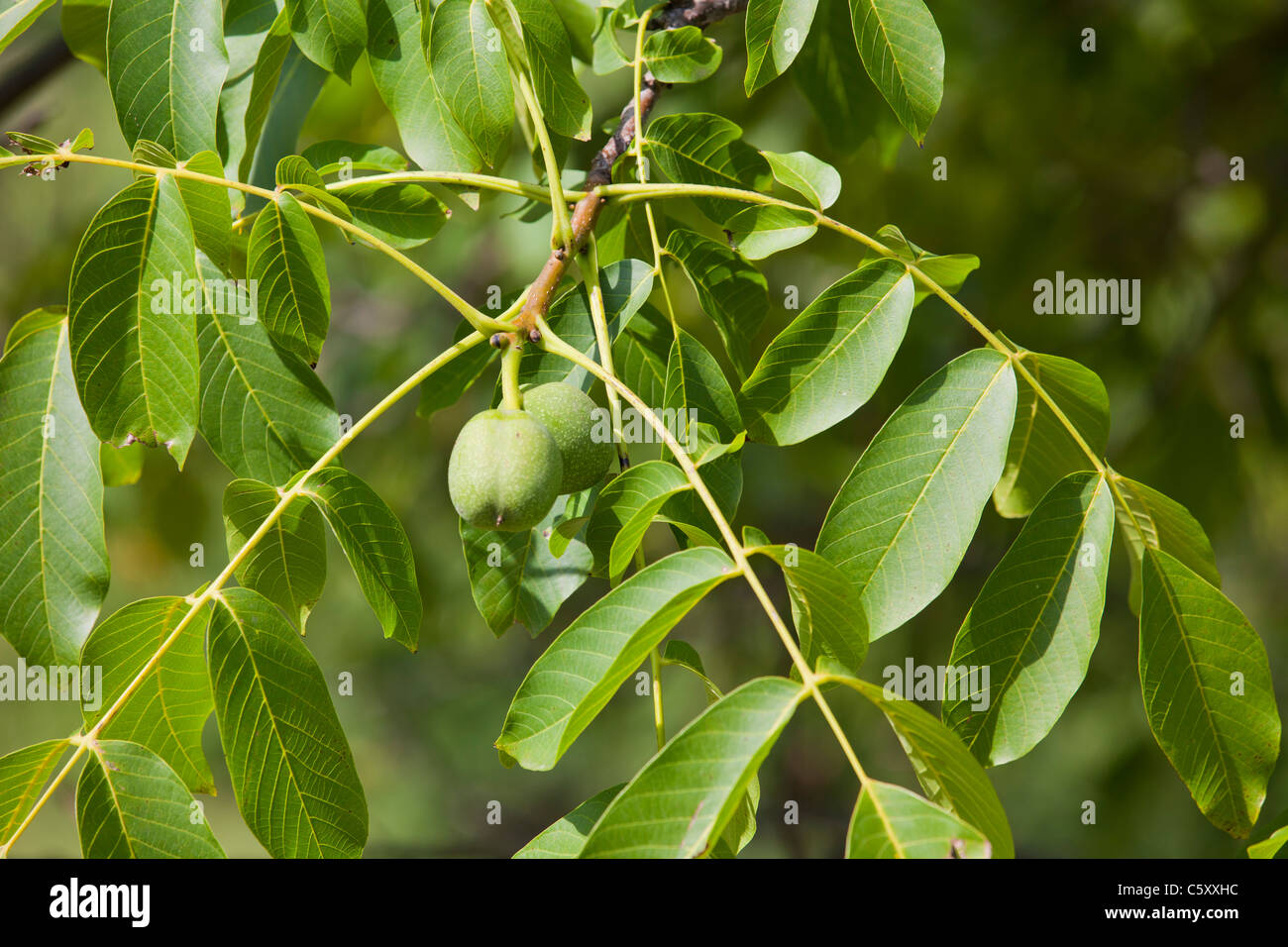 Inglés nueces verdes inmaduros Persa el Nogal (Juglans regia) con hojas