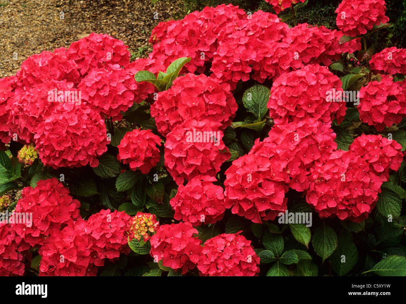 Hydrangea macrophylla "Eldorado" hortensias rojas Plantas plantas de jardín de flores flores jardines Foto de stock