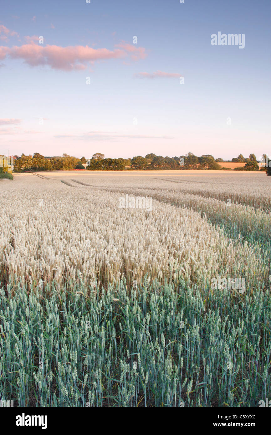 Campo de trigo de maduración a mediados de verano, West Yorkshire, Reino Unido Foto de stock