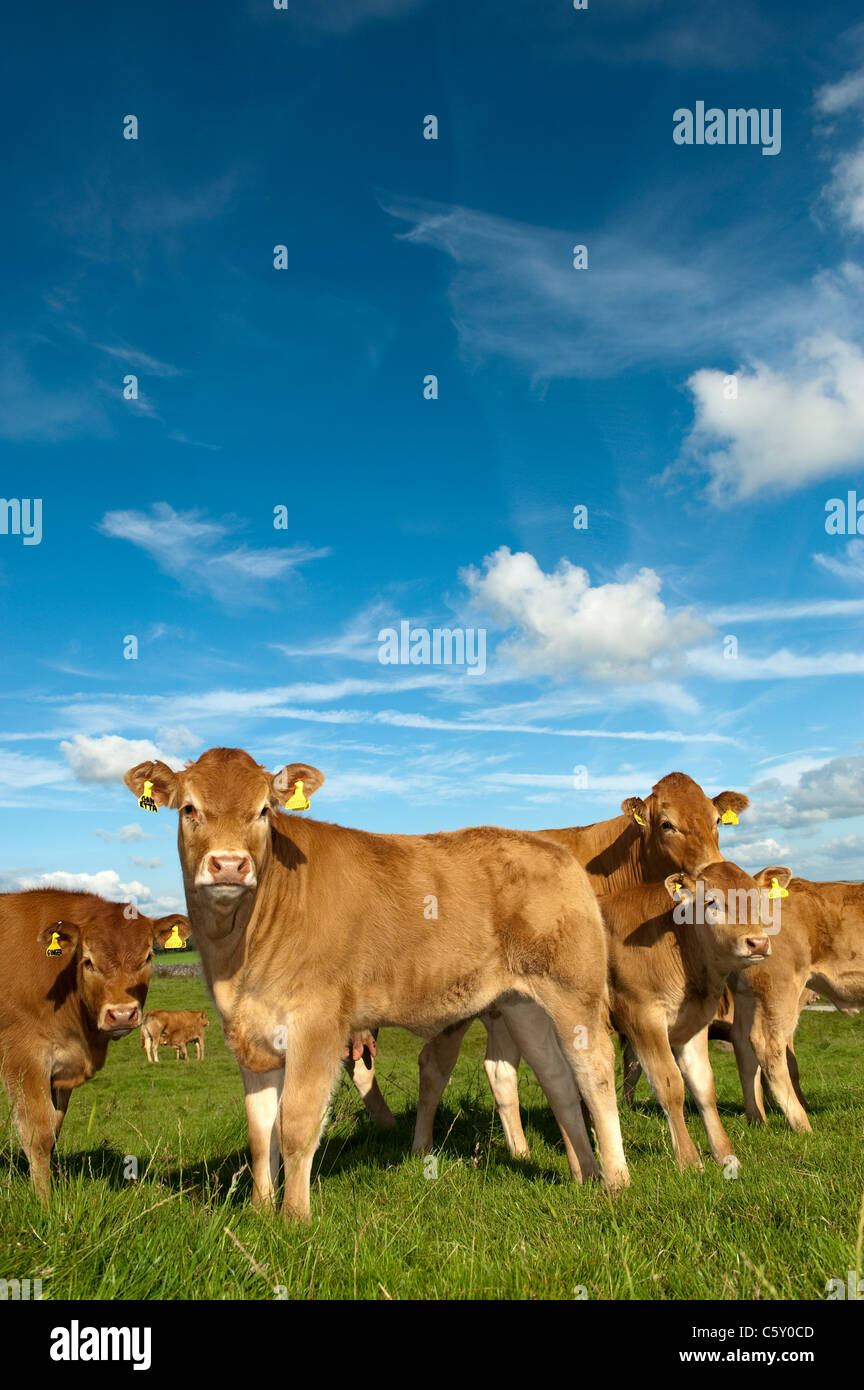 Manada de Limousin ganado vacuno en los pastos. Foto de stock