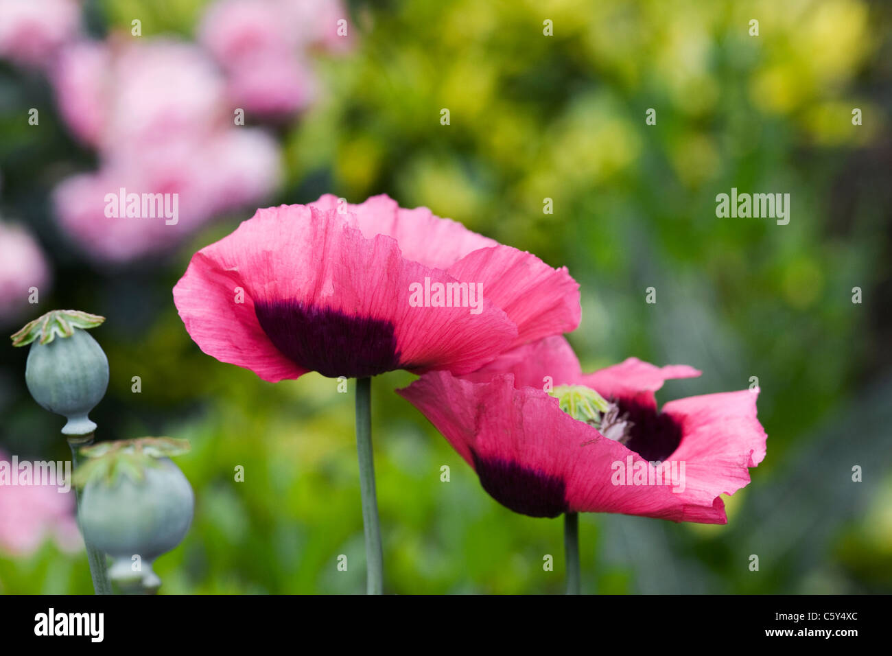 Papaver somniferum. Rosa amapola en un jardín inglés. Foto de stock