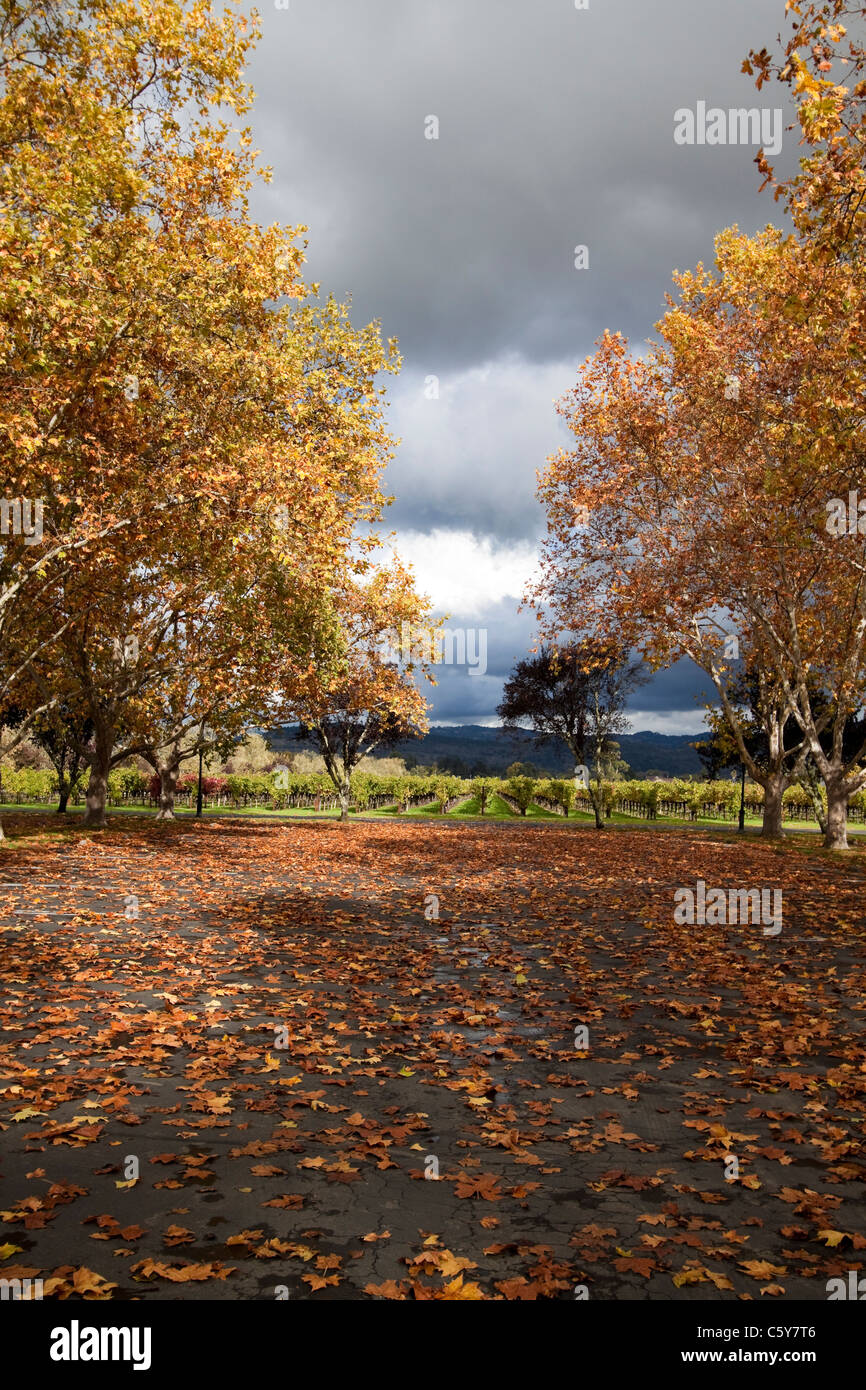Perdiendo sus hojas fotografías e imágenes de alta resolución - Alamy