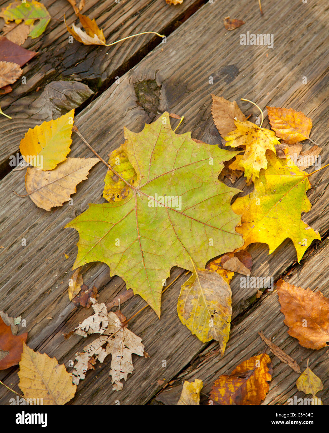 Hojas de otoño caen los tablones de madera tallos temporadas Foto de stock