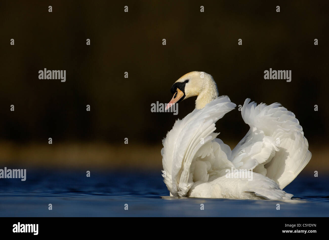 Cisne Cygnus olor Perfil de un adulto en peligro la pantalla. De marzo. Derbyshire, Reino Unido Foto de stock